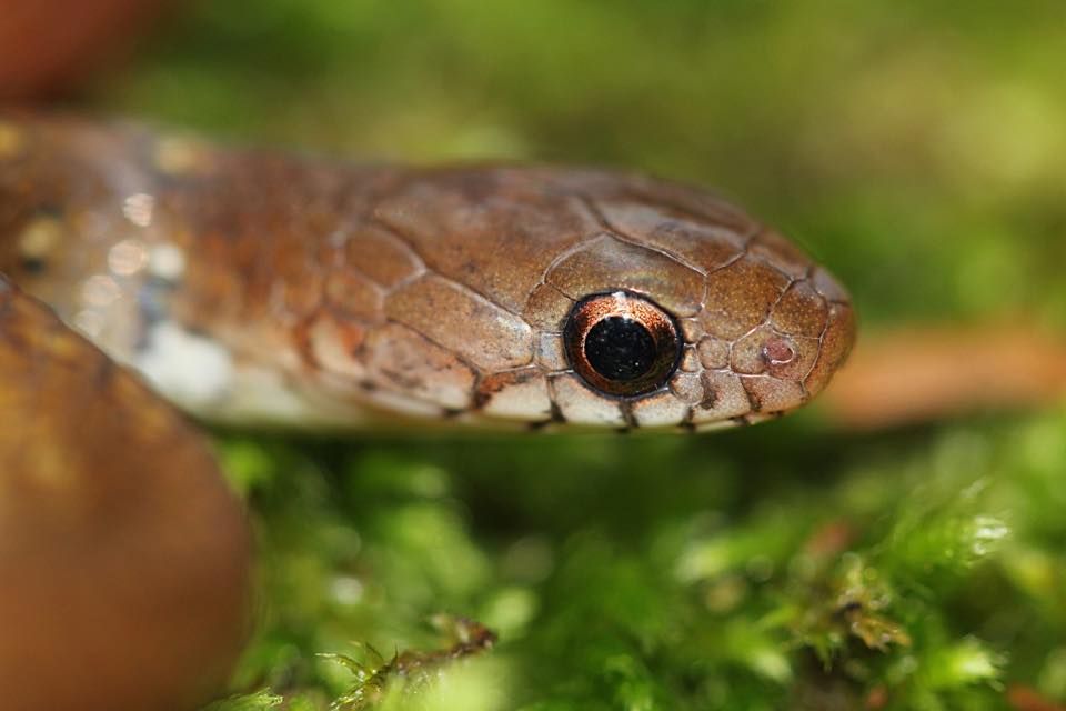Ular Asli Indonesia Gongylosoma baliodeirum